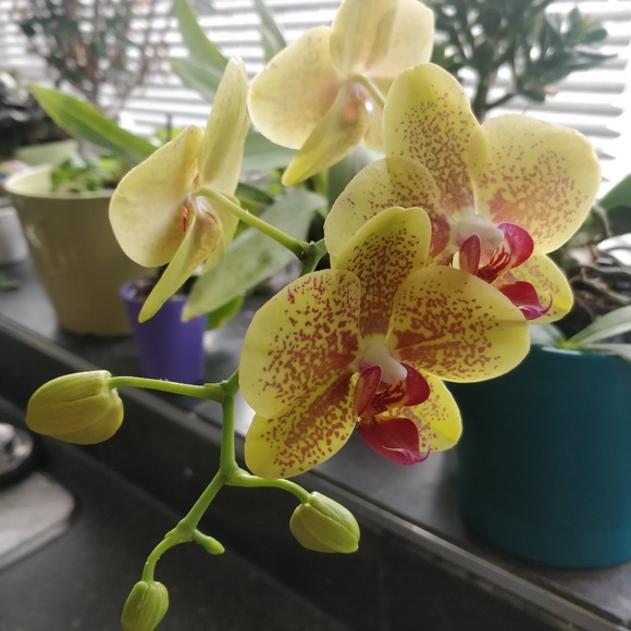 Meet your Posher, Becky - Picture 1 of 1